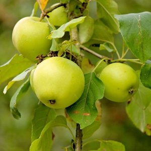 Jabloň domáca (Malus domestica) ´ANTONOVKA´ - výška 110-130 cm, voľnokorenná